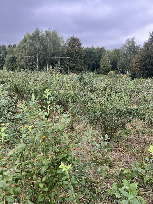 Borówka amerykańska