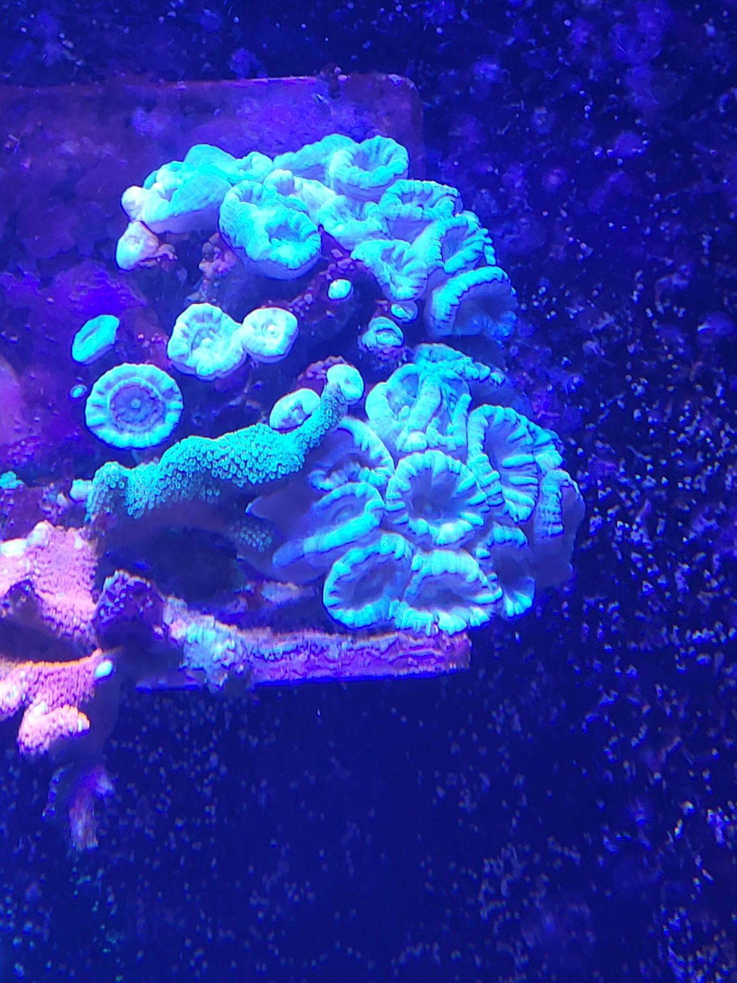 Sprzedam koralowca LPS caulustrea.