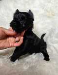 Black Yorkshire Terrier- sunia z rodowodem