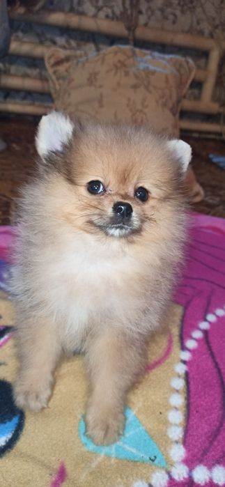 Щенки померанскоко шпица