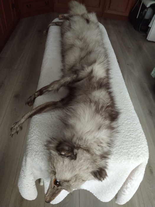 Kołnierz z lisa 120 cm.