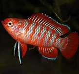 Badis Bengalski Dario Dario