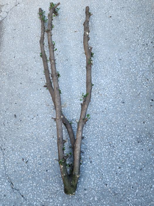 Bukszpan drewno 180 cm