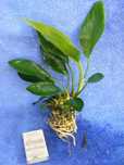 GB Anubias congensis 25cm roślina w koszyczku