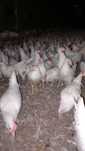 Kury Nioski Leghorn 24 tygodnie. Wysyłka!