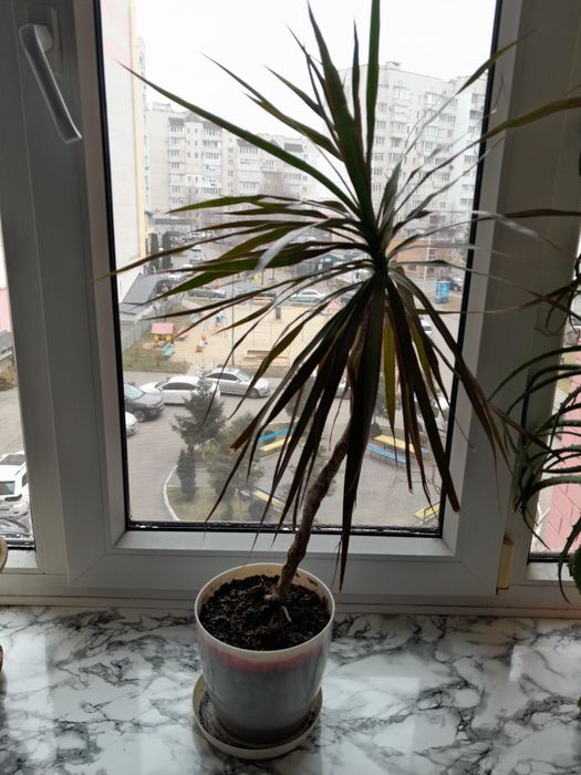 Драцена, 80 см від горшка