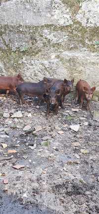 Duroc traçados..