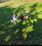 Cachorro travesso de Jack Russell