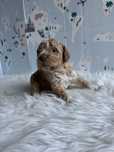 Lagotto Romagnolo- piesek ZKwP FCI