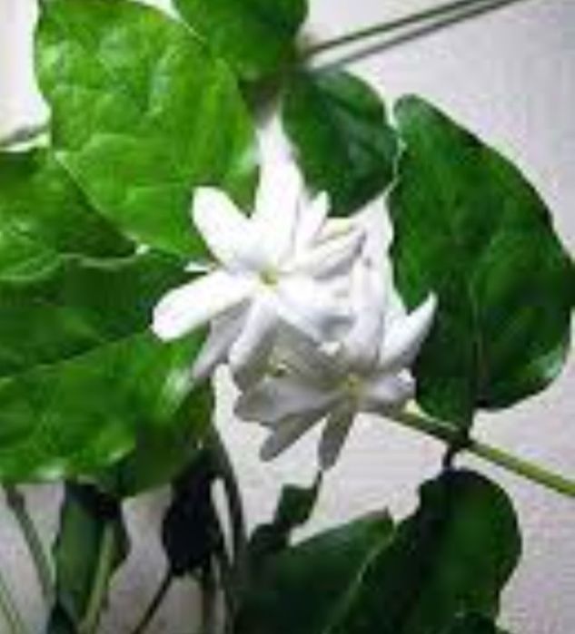 Продам надлишок жасміна Самбак та багатоквіткового