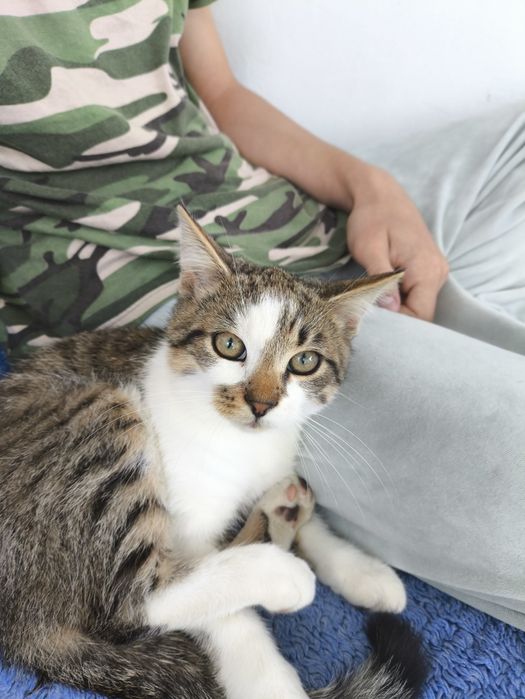 Котики 3 місяця.