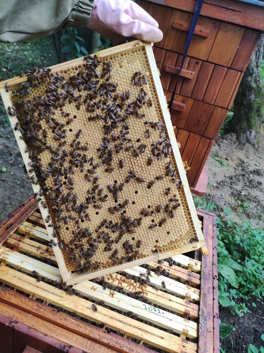 Miód z własnej pasieki.