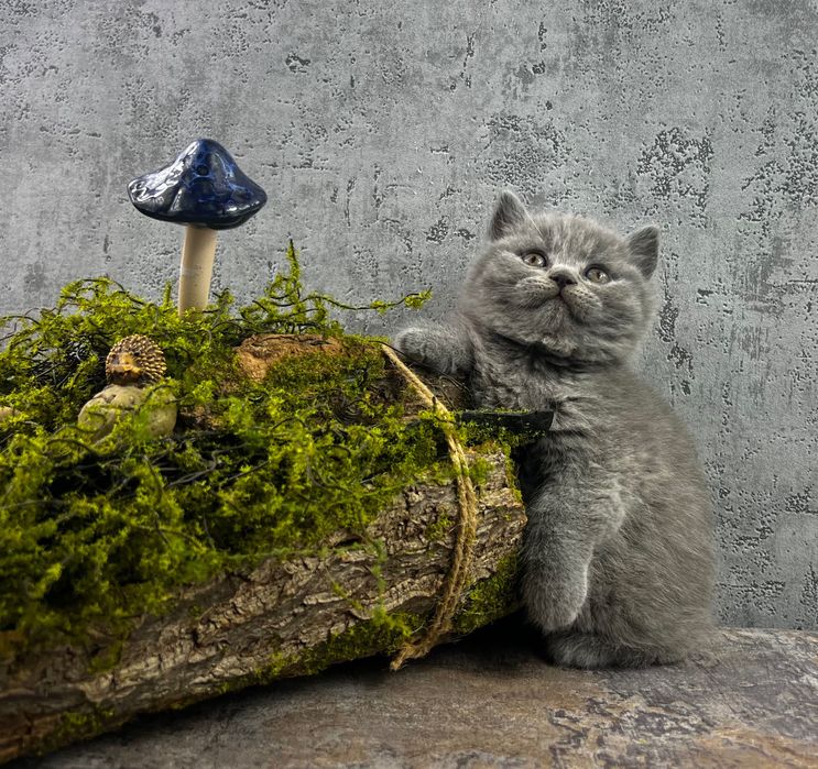 Kot brytyjski kocięta brytyjskie kotka brytyjska