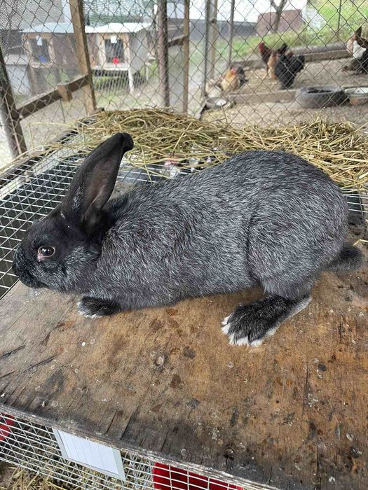 племінні кролики полтавське срібло
