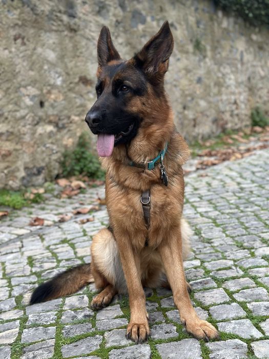 Passeios para cães e Pet Sitting (Primeira visita gratuita)