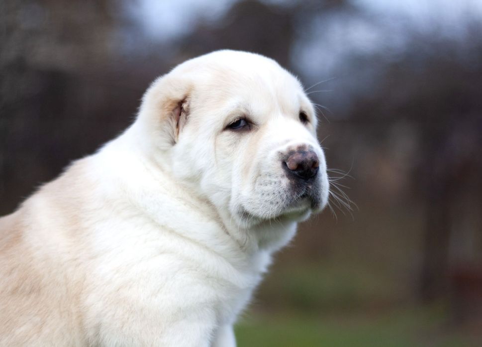 Шикарная ,крупная девочка Среднеазиатской овчарки ,Алабай.