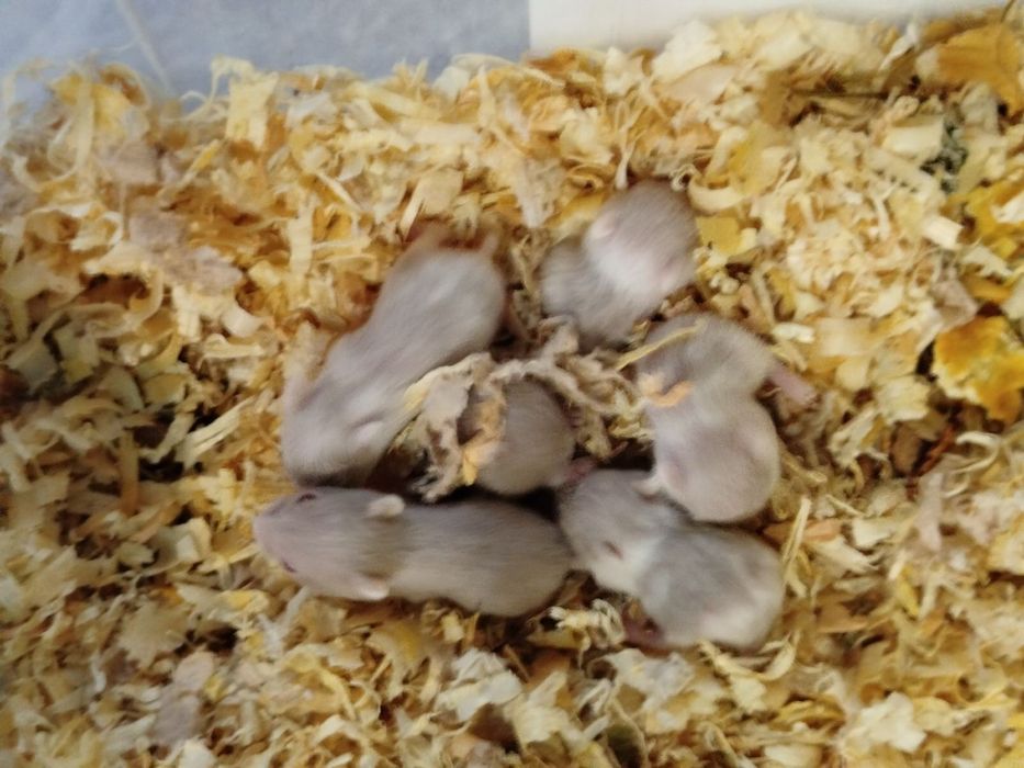 Джунгарики хом'яки