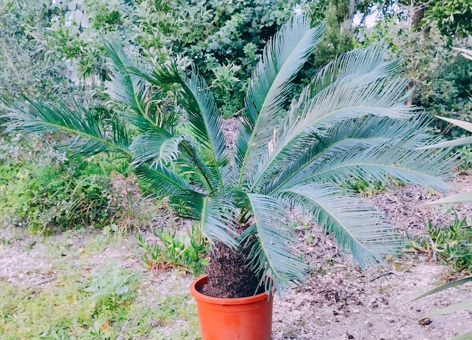 Cycas revoluta ou falsa palmeira, sagu, de vários tamanhos