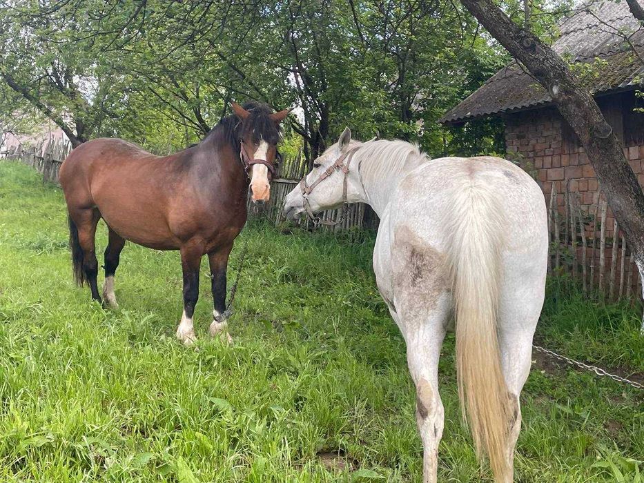 Продається пара кобил. Можлива продажа окремо.