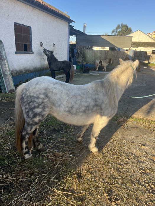 Ponei femea 1,18m mini egua