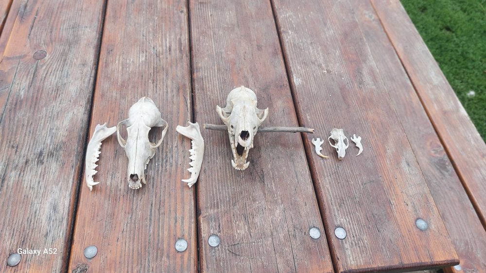 Черепи голови лисиці