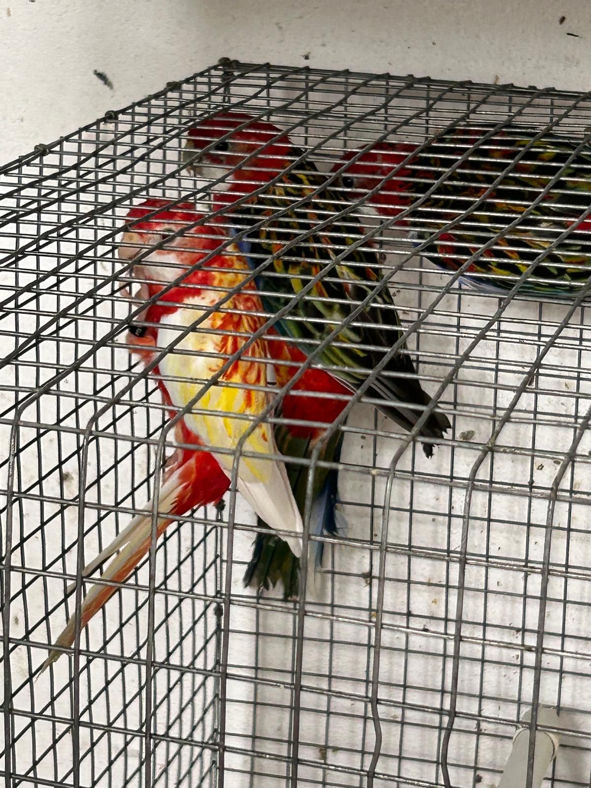 Pyrhuras e roselas
