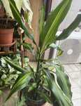 Dracena plantar