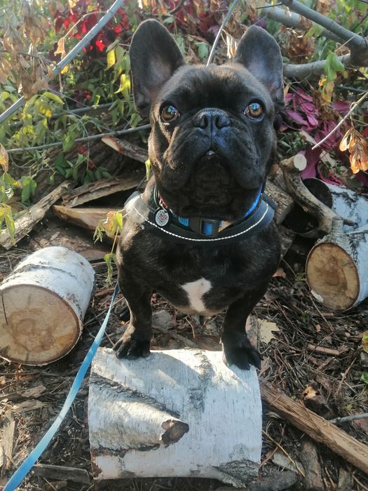 Французский бульдог КСУ вязка Киев!!!