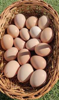 Ovos galados Preta Lusitânica dúzia a 8 euros