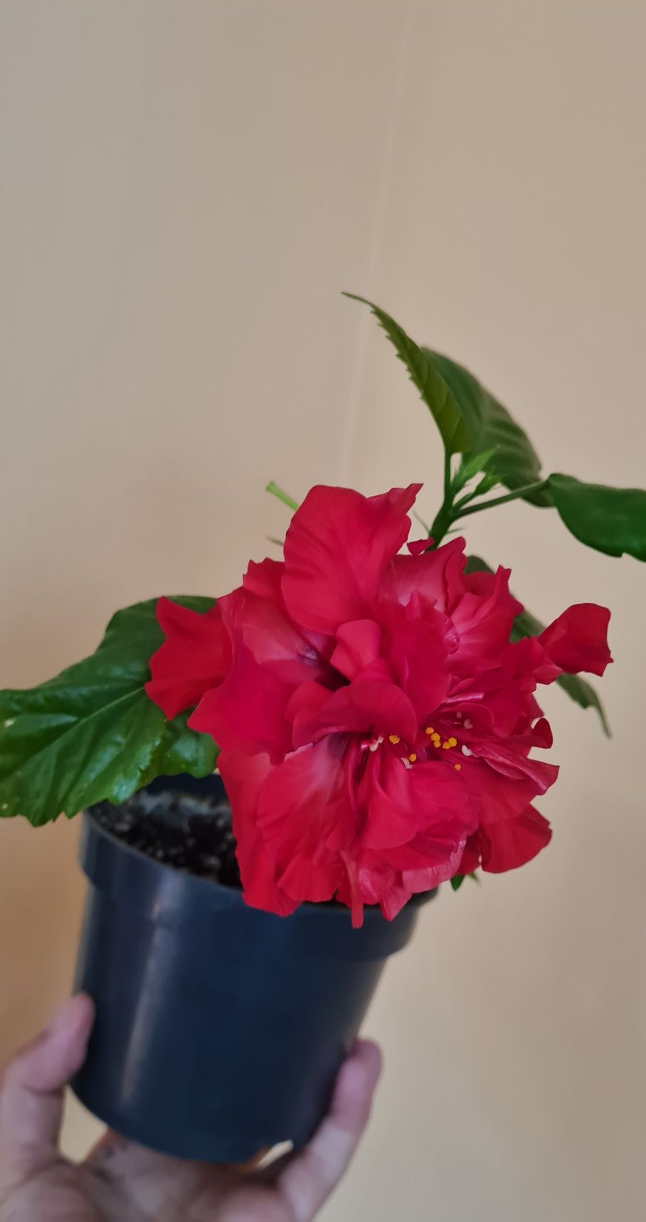 Hibiskus czerwony piękny młody kwiatek