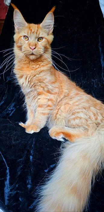 Мальчик Абрикос мейн кун