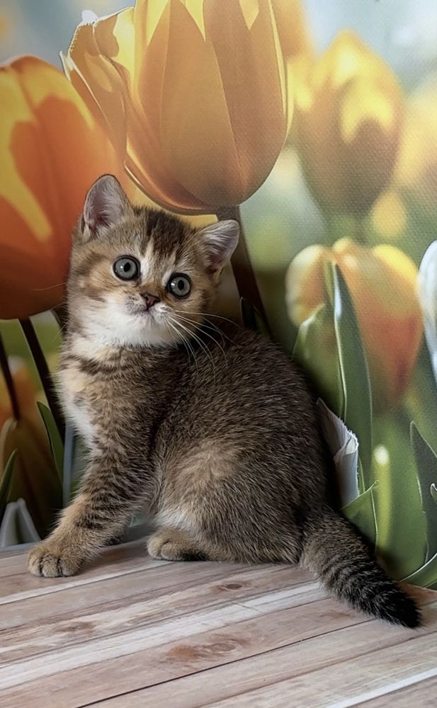 Котик тикированный золотой британец котята
