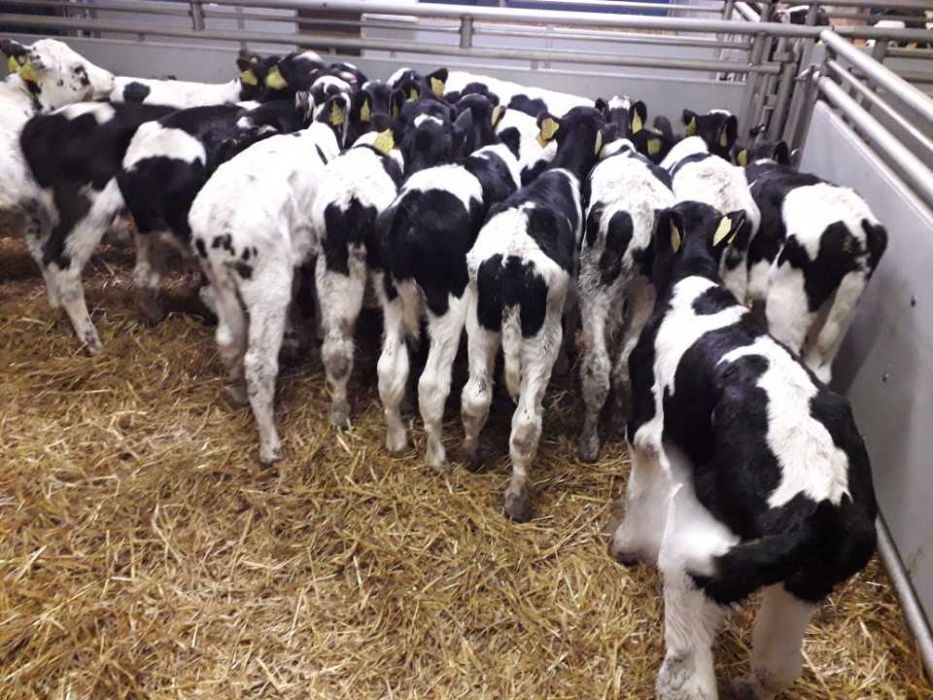 Cielęta, cielaki, byczki oraz jałówki mięsne, MM,MS,HF transport