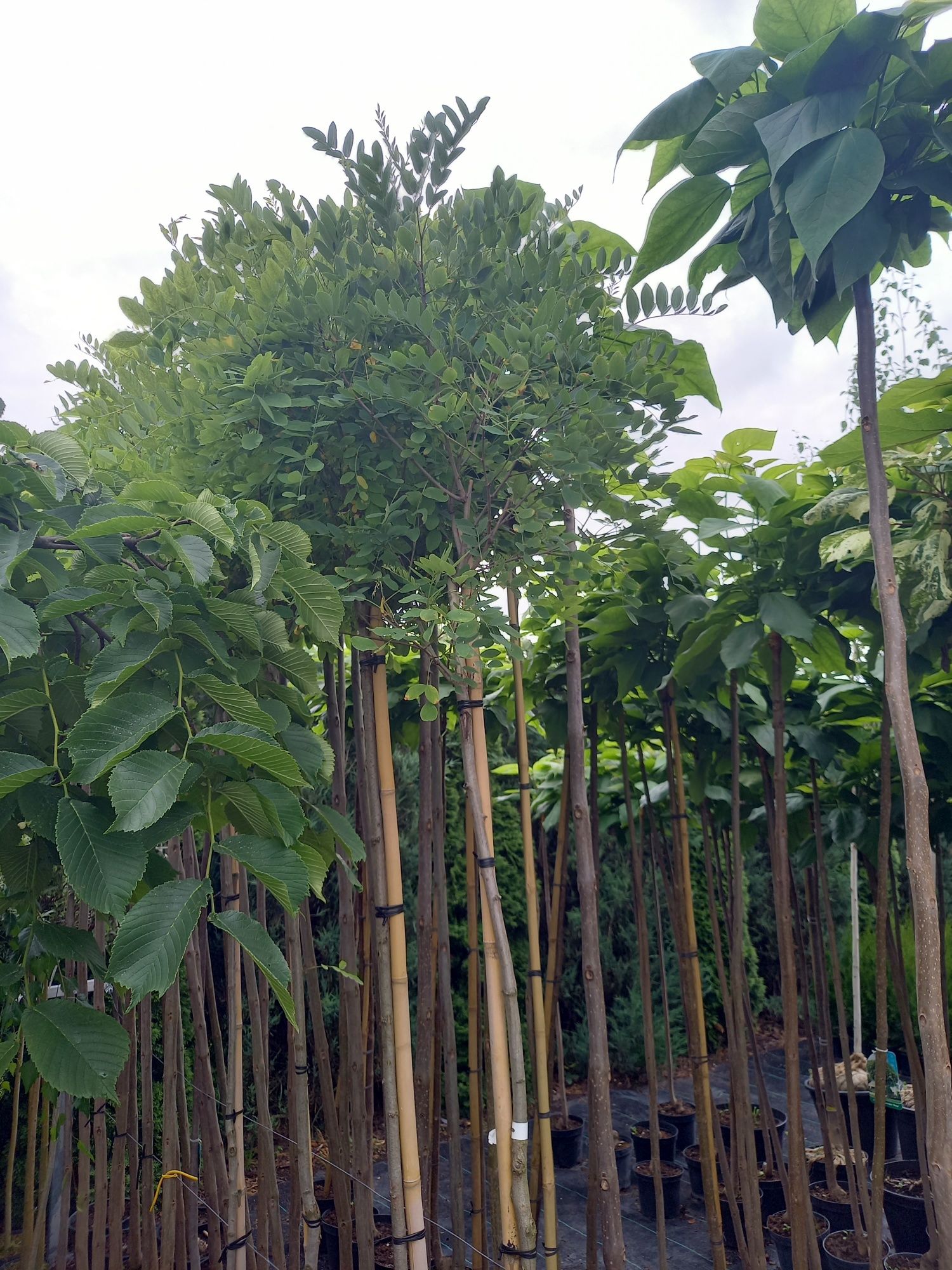 Robinia Akacjowa Umbraculifera. Tuja szmaragd