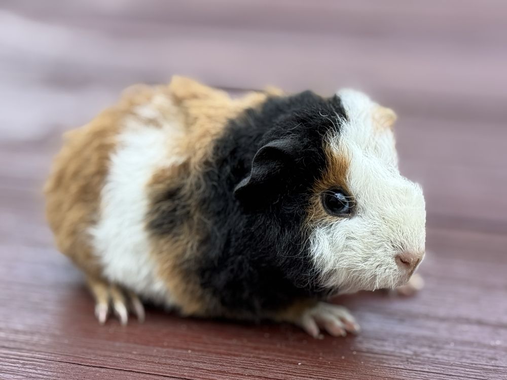 Cudny Samiec Teddy US Świnka Morska Kawia Domowa
