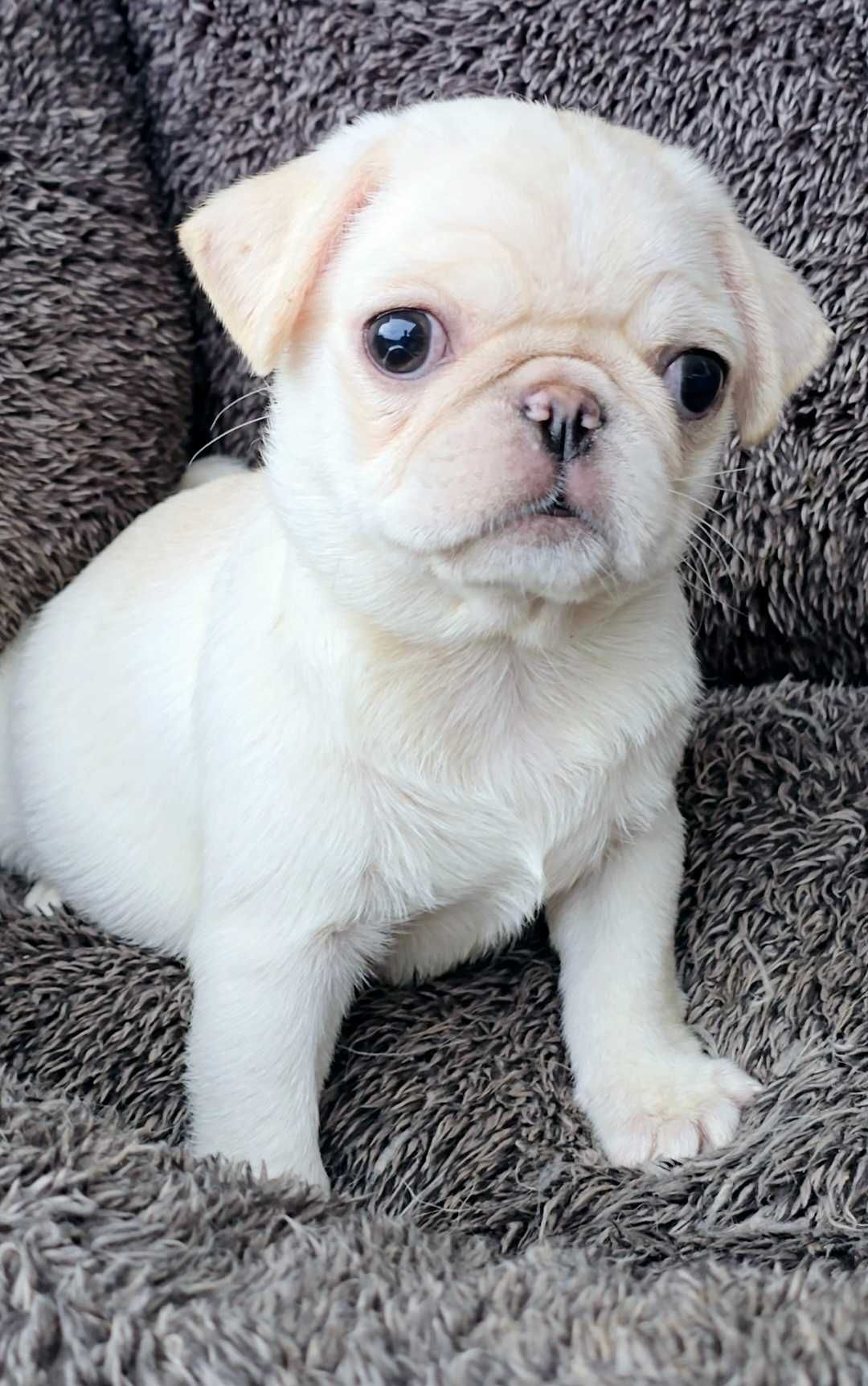 Pug Carlin Fêmea