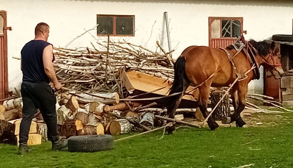 Klacz  gniada Zimnokrwista