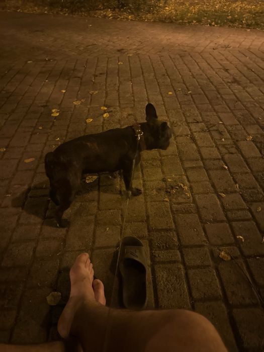 Первая вязка французкого бульдога