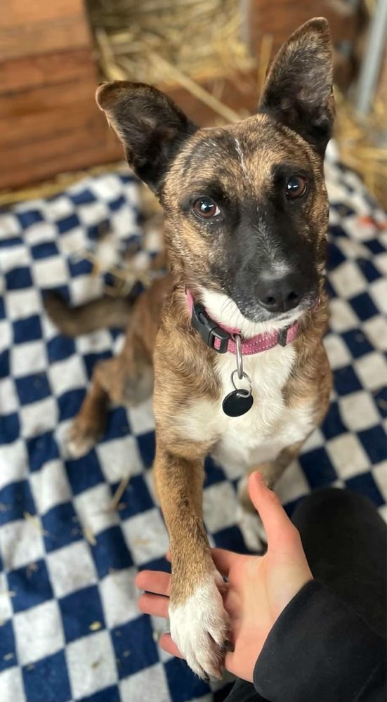 Miodek – mały, pełen życia psiak szuka domu! Adopcja