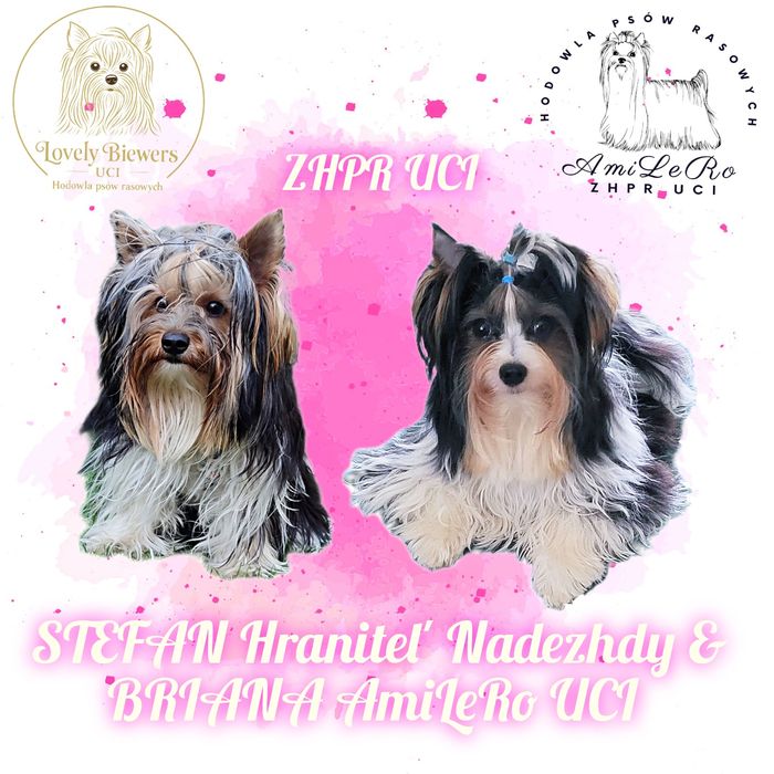 Biewer Yorkshire Terrier ZHPR UCI