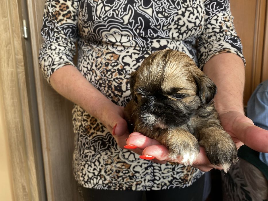Piesek shih-tzu sliczne