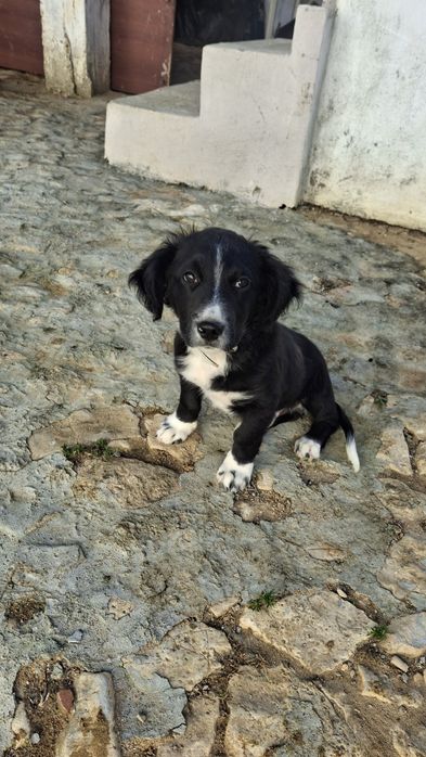 Border collir cão de raça