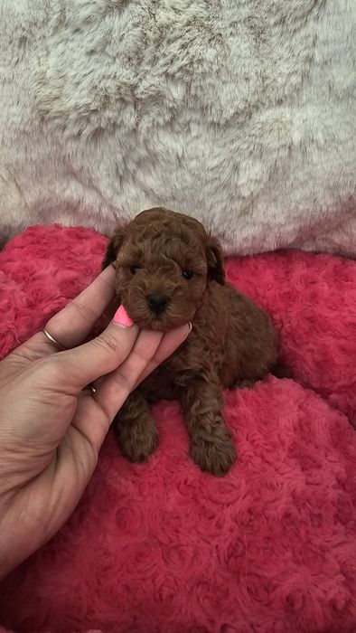 Pudel Miniaturowy Red sunia pakiet badań genetycznych!!