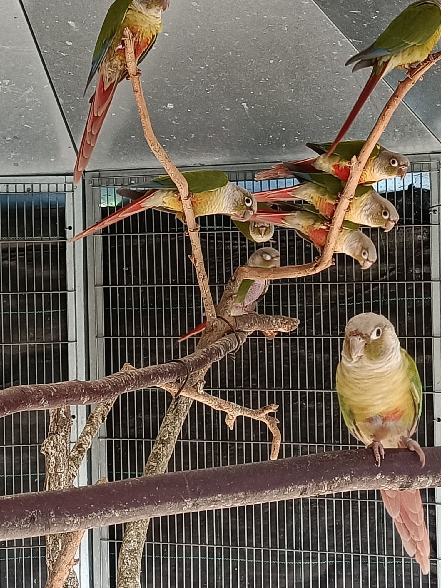 Diretamente do criador negociei lidas aves