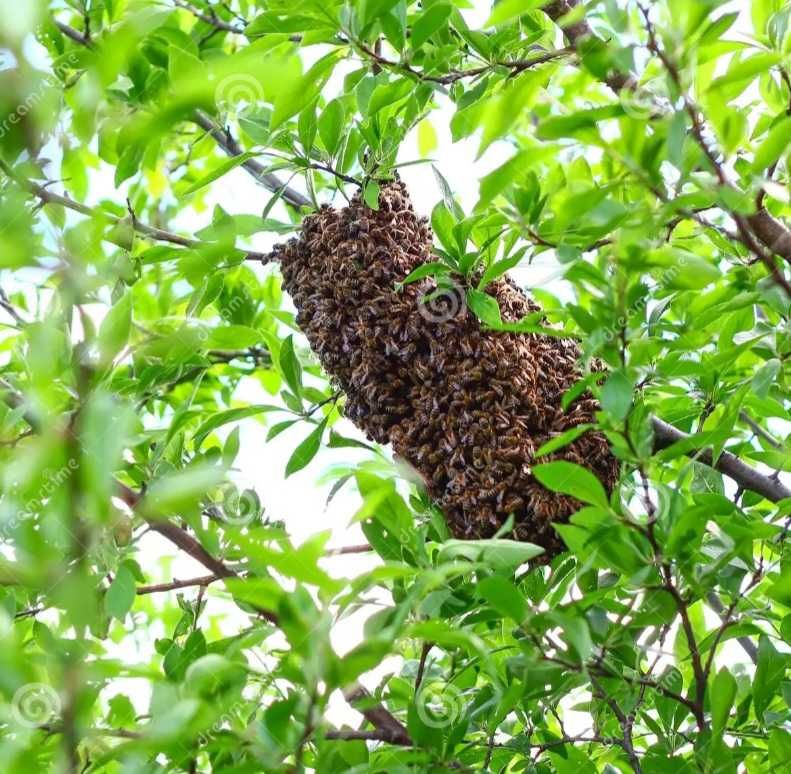 enxames de abelhas