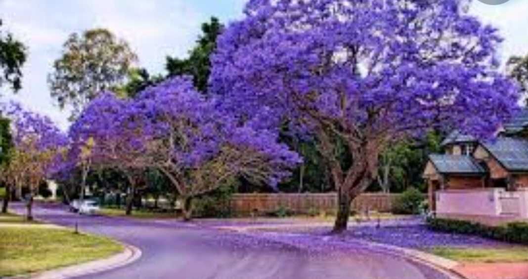 Jacarandá de Flor Roxa