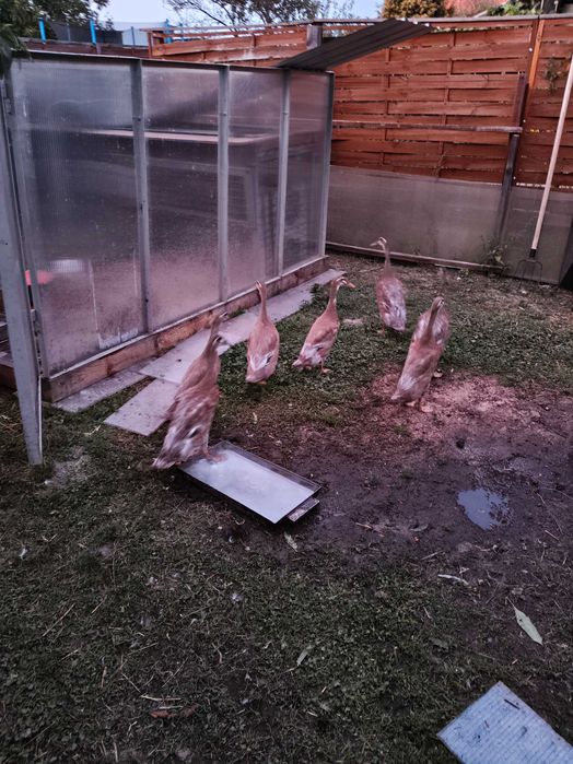 Kaczki Biegusy Indyjskie