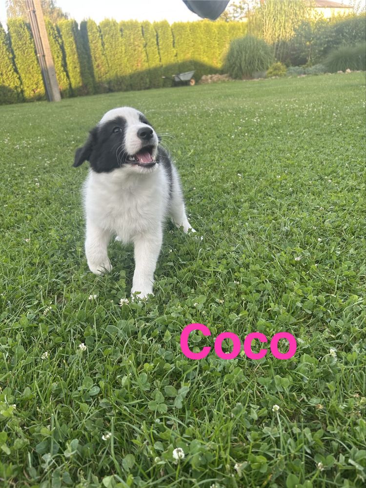 Suczka Border Collie - GOTOWA DO ODBIORU