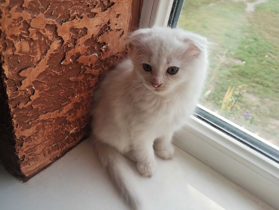Кошеня 2 місяця вислоуха біла