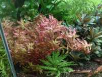 Rotala macrandra mini typ 4 red i green